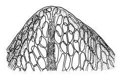 Bryum harriottii, leaf apex. Drawn from W. Martin 857, 14 Apr. 1950, CHR 491662.
 Image: R.C. Wagstaff © Landcare Research 2015 
